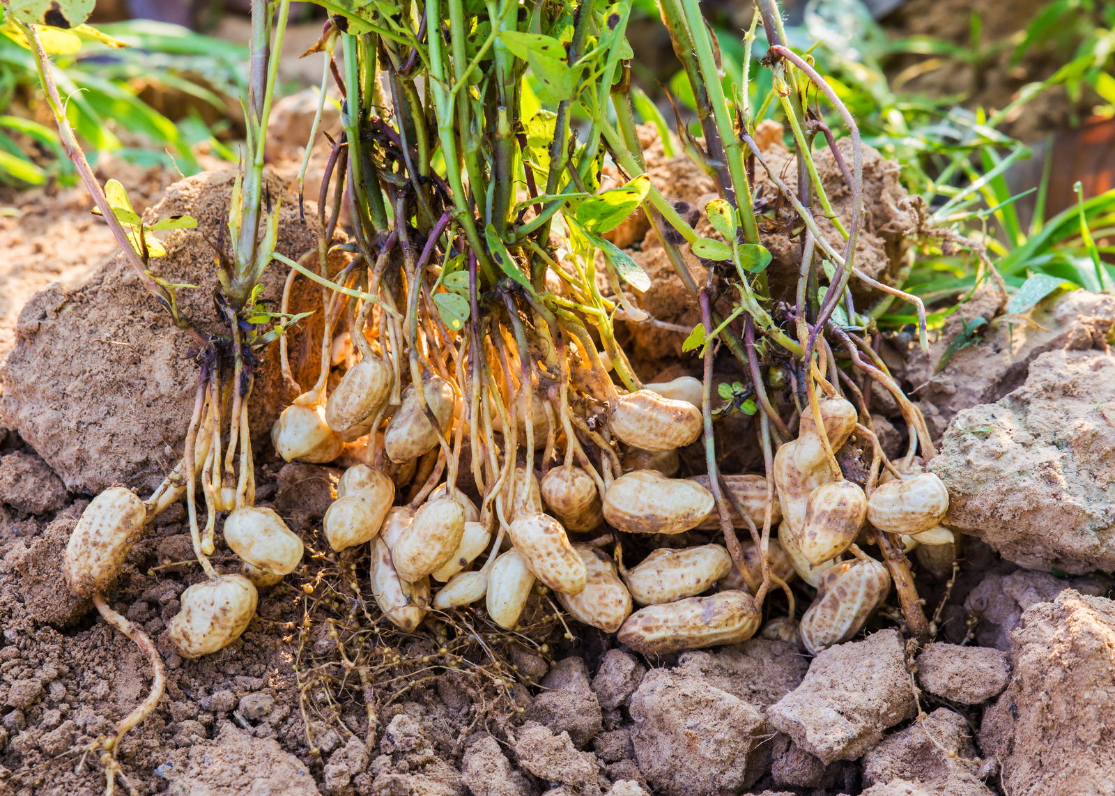 Groundnuts