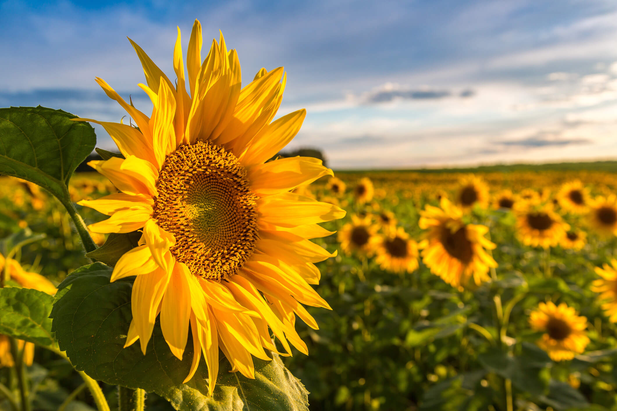 Sunflowers