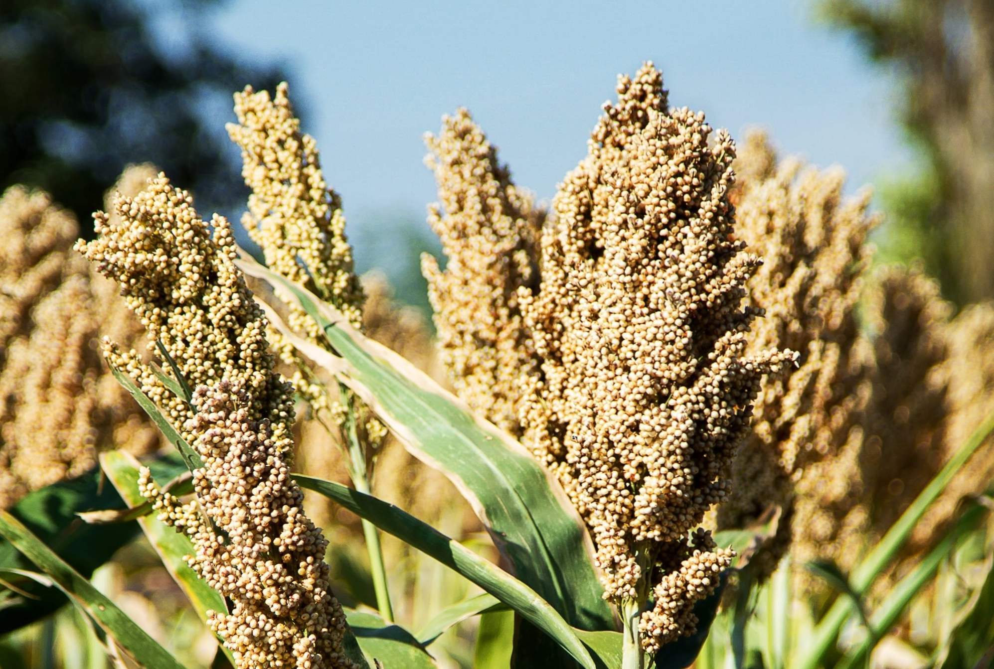 Sorghum